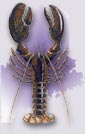 Go to Maine Lobster Promotion Council Home Page